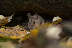 Myszarka leśna (Apodemus flavicollis)