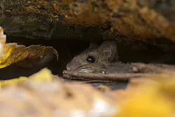 Myszarka leśna (Apodemus flavicollis)