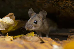 Myszarka leśna (Apodemus flavicollis)