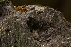 Myszarka leśna (Apodemus flavicollis)