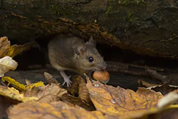 Myszarka leśna (Apodemus flavicollis)