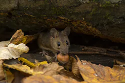 Myszarka leśna (Apodemus flavicollis)