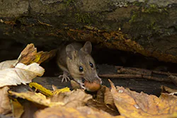 Myszarka leśna (Apodemus flavicollis)