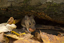 Myszarka leśna (Apodemus flavicollis)