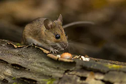 Myszarka leśna (Apodemus flavicollis)