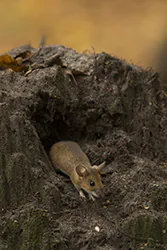Myszarka leśna (Apodemus flavicollis)