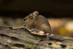 Myszarka leśna (Apodemus flavicollis)
