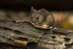 Myszarka leśna (Apodemus flavicollis)