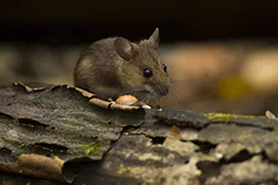 Myszarka leśna (Apodemus flavicollis)