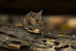 Myszarka leśna (Apodemus flavicollis)