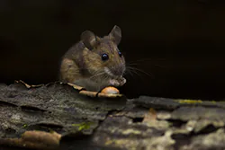 Myszarka leśna (Apodemus flavicollis)