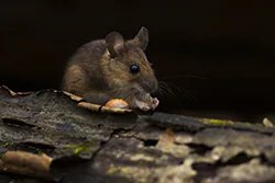 Myszarka leśna (Apodemus flavicollis)