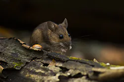 Myszarka leśna (Apodemus flavicollis)
