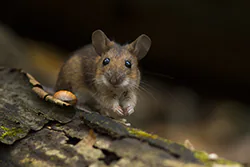 Myszarka leśna (Apodemus flavicollis)