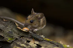 Myszarka leśna (Apodemus flavicollis)