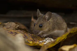 Myszarka leśna (Apodemus flavicollis)