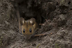 Myszarka leśna (Apodemus flavicollis)