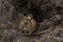 Myszarka leśna (Apodemus flavicollis)