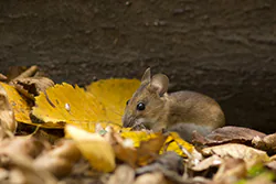 Myszarka leśna (Apodemus flavicollis)