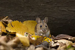 Myszarka leśna (Apodemus flavicollis)