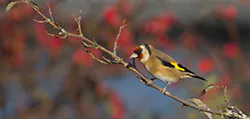 Szczygieł (Carduelis carduelis)
