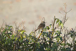 Pokrzywnica (Prunella modularis)