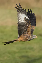 Kania ruda (Milvus milvus)
