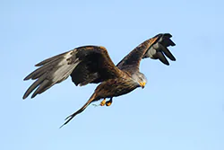 Red Kite (Milvus milvus)