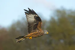 Kania ruda (Milvus milvus)