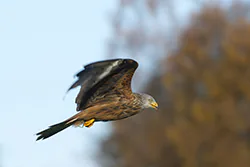 Kania ruda (Milvus milvus)