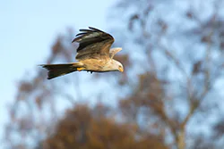 Kania ruda (Milvus milvus)