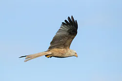 Kania ruda (Milvus milvus)