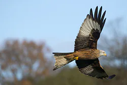 Kania ruda (Milvus milvus)