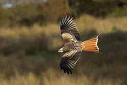 Red Kite (Milvus milvus)