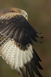 Red Kite (Milvus milvus)