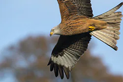 Red Kite (Milvus milvus)