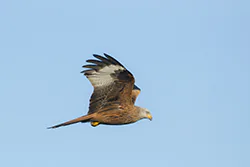 Kania ruda (Milvus milvus)