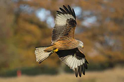 Kania ruda (Milvus milvus)
