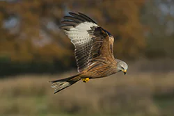 Kania ruda (Milvus milvus)