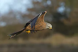 Kania ruda (Milvus milvus)