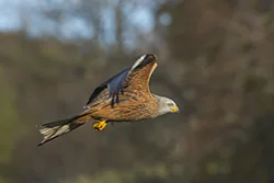 Kania ruda (Milvus milvus)