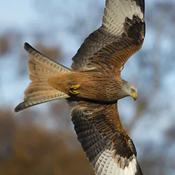 Kania ruda (Milvus milvus)