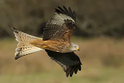 Kania ruda (Milvus milvus)