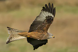 Kania ruda (Milvus milvus)