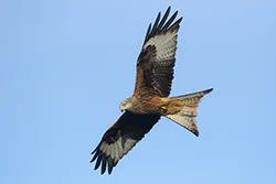 Kania ruda (Milvus milvus)