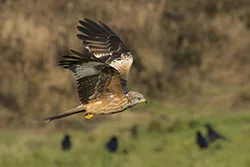 Red Kite (Milvus milvus)