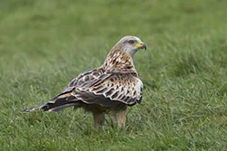 Red Kite (Milvus milvus)