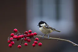 Sikora sosnówka (Parus ater)