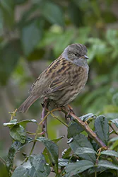 Pokrzywnica (Prunella modularis)
