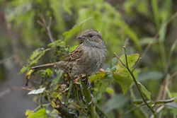 Pokrzywnica (Prunella modularis)